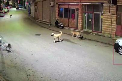 Ordu’da küçük çocuk sokak köpeklerinin saldırısına uğradı