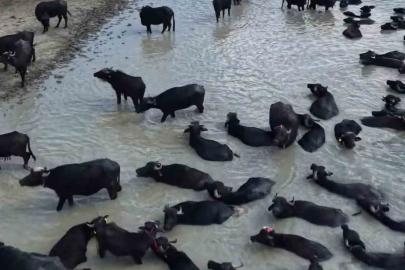 ORKÖY destekleriyle Kütahya’da 64 aileye manda yetiştiriciliği desteği
