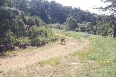 "Ormanın hayaleti" vaşak Çankırı’da görüntülendi