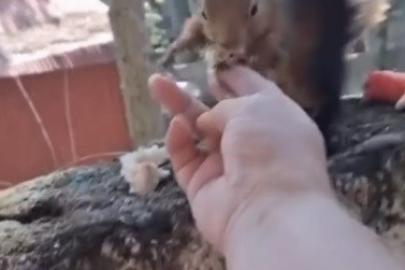 Osmaniye’de vatandaşın eliyle beslediği sincap ilgi odağı oldu
