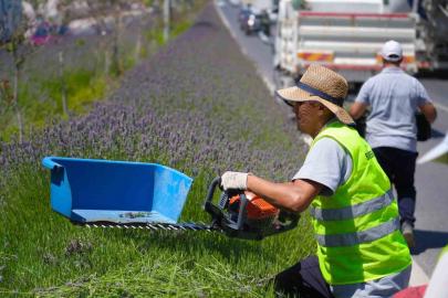 Refüjleri süsleyen lavantaların hasadı yapılıyor