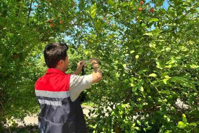 Rize’de kokarca zararlısına karşı doğaya "Samuray Arısı" salındı