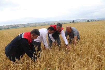Samsun’da dolu afetinde 40 bin dekar tarım arazisi olumsuz etkilendi