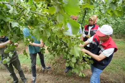 Samsun’da fındıkta rekolte mesaisi: Bahçelerde sayım başladı