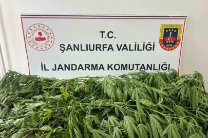 Şanlıurfa’da 35 kök kenevir ele geçirildi: 1 gözaltı