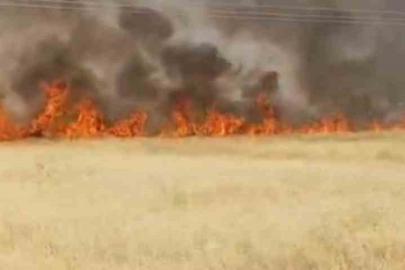 Şanlıurfa’da 45 dönüm buğday ekili alan yandı