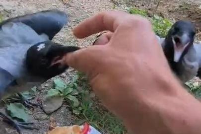 Şefkatle büyüttüğü kargalar onu kapıda karşılıyor