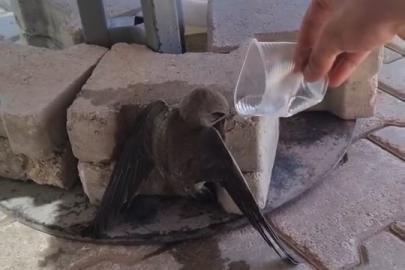 Sıcaktan bitkin düşen ebabil, su ile yeniden hayata tutundu
