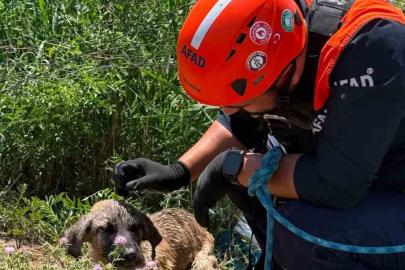 Siirt’te kuyuya düşen köpek kurtarıldı