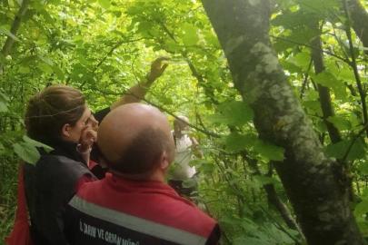 Sinop’ta kahverengi kokarcayla biyolojik mücadele