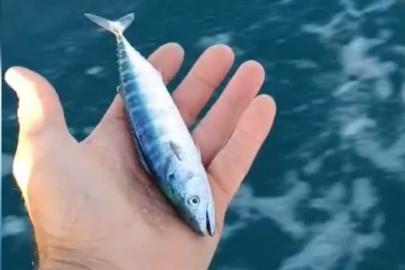 Sinop’ta sezonun uğuru yakalandı
