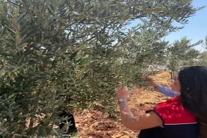 Şırnak’ta zeytin bahçelerinde hasar tespit çalışmaları başlatıldı