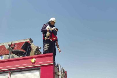Sivas’ta sıcaktan baygınlık geçiren leyleğin imdadına itfaiye ekipleri koştu