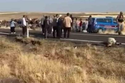 Siverek’te işçi minibüsü koyun sürüsüne daldı: 25 koyun telef oldu