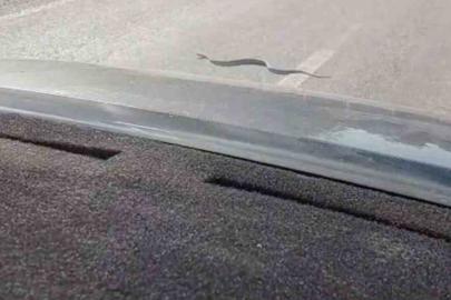 Sürücü ve yolcuların yol üstündeki yılanla ilginç anları cep telefonu kamerasına yansıdı