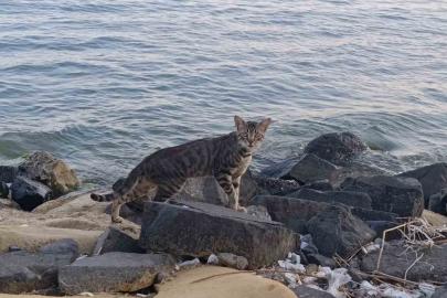 Tekirdağ sahili sıcak havada sessizliğe büründü: Sahilin yeni sahipleri kediler oldu