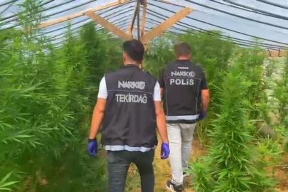 Tekirdağ’da bağ evine narkotik operasyonu: 109 kök hint keneviri ele geçirildi