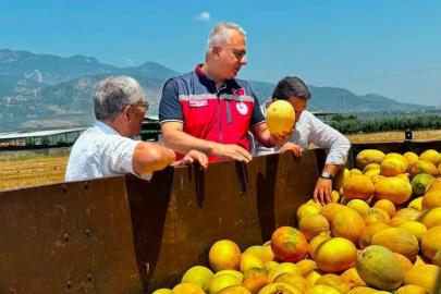 Tescilli Kırıkhan kavununda hasat devam ediyor
