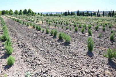 Tıbbi ve aromatik meyveler orman köylüsüne gelir kapısı oluyor
