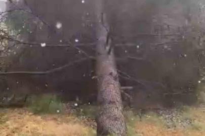 Tokat’ta fırtınada ağaçlar devrildi