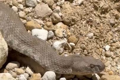 Tunceli’de koca engerek yılanı görüntülendi
