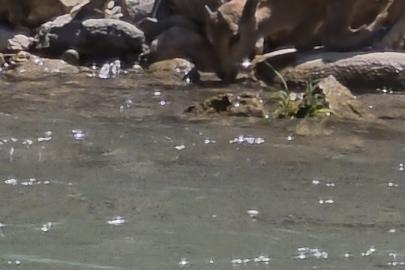 Tunceli’de koruma altındaki dağ keçileri görüntülendi