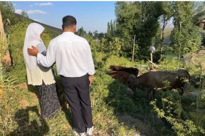 Uçurumdan düşen ineği için gözyaşı döken Ayni teyzeye yardım eli uzatıldı