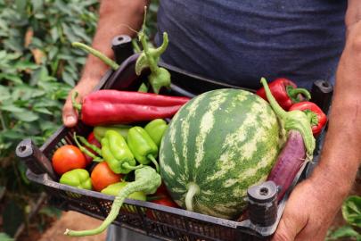 Üreten Bodrum’da hasat devam ediyor