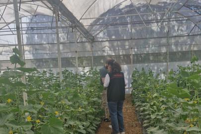 Uşak’ta hasat öncesi pestisit kalıntısı denetiminde numuneler alındı