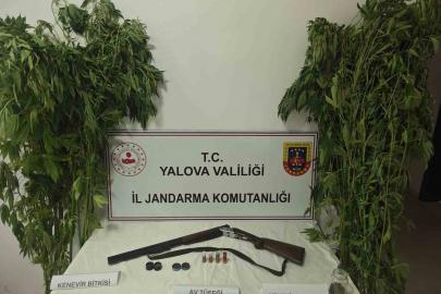 Yalova’da serada uyuşturucu operasyonu: 2 gözaltı