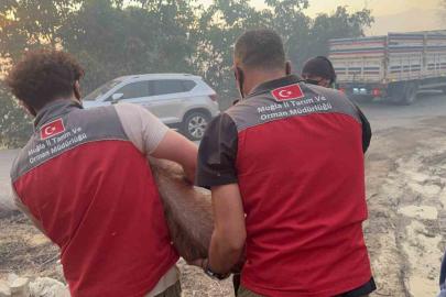 Yangın bölgesindeki hayvanlar güvenli alanlara tahliye edildi
