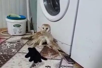 Yaralı baykuş tedavi altına alındı