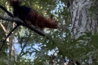 Yayla evinin bahçesine inen sincap yiyecek ararken görüntülendi