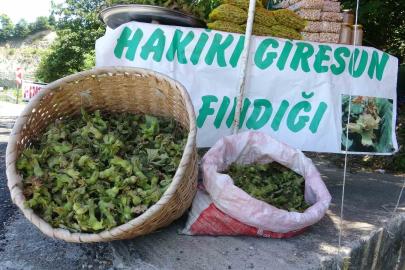 Yeni sezonun ilk fındığı tezgahlarda: Yeşil kabuklu fındığın kilosu 200 TL