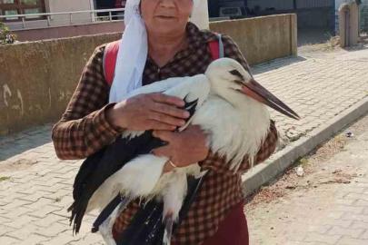 Yerde bitkin halde bulduğu yaralı leyleğe sahip çıktı
