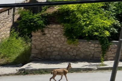 Yolunu şaşıran dağ keçisi ilçe merkezinde dolaşırken görüntülendi