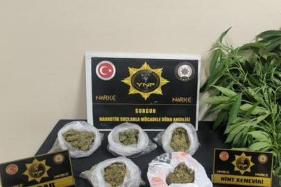 Yozgat’ta 257 gram esrar ve 13 kök Hint keneviri ele geçirildi