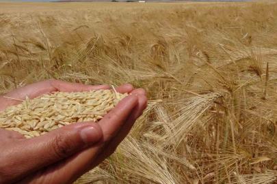 Yozgat’ta arpa hasadı başladı