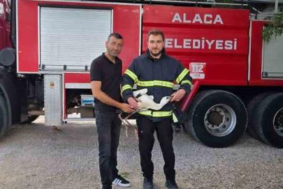 Yuvasında mahsur kalan leyleği itfaiye kurtardı