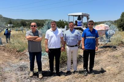 Zeytinler büyüyor, Milas kazanıyor