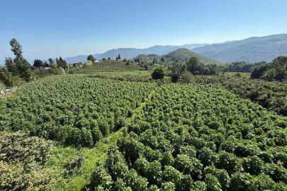 15 bin sırıkta Nebiyan fasulyesi bereketi: Hasada 15 gün kaldı