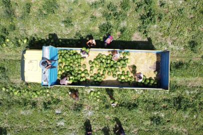 34 derece sıcakta karpuz hasadı: Yoğun mesai dron kamerasına yansıdı