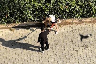 Adana’da kediyi parçalayan pitbullun sahibine 95 bin lira ceza