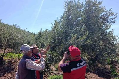 Akhisar’da zeytin üreticilerine hastalık ve zararlı uyarısı