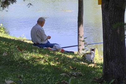 Akıllı sokak kedisi balık tutan adamın başından ayrılmadı