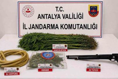 Alanya’da 120 kök kenevir ele geçirildi