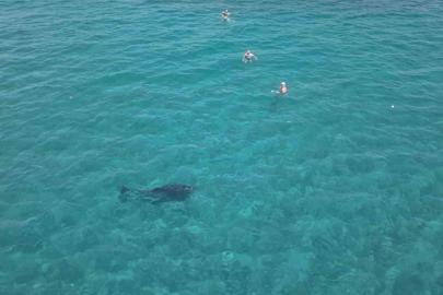 Alanya’da kıyıya yaklaşan yunus turistlerle yüzdü