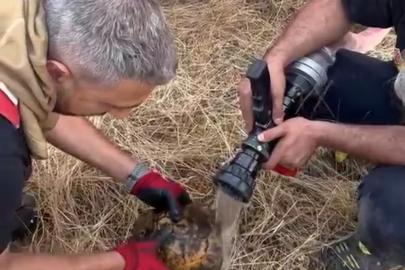Alevler arasında kalan kaplumbağaya itfaiye ekibinden müdahale