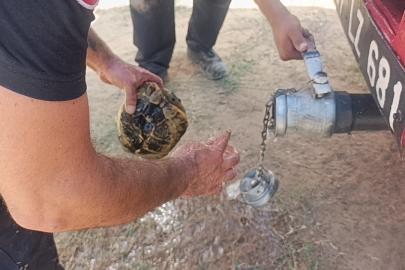 Alevlerden korunmak için kendini toprağa gömmeye çalışan kaplumbağayı ekipler kurtardı