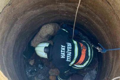 Antakya’da kuyuya düşen 2 koyun kurtarıldı